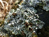 Hypogymnia physodes 22, Gewoon schorsmos, Saxifraga-Tom Heijnen