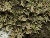 Lobaria pulmonaria 8, Longenmos, Saxifraga-Willem van Kruijsbergen