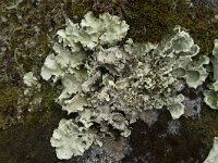 Nephroma arcticum 9, Saxifraga-Willem van Kruijsbergen