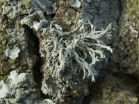 Ramalina farinacea 11, Melig takmos, Saxifraga-Willem van Kruijsbergen