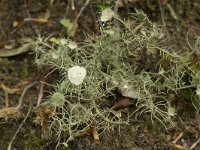 Usnea florida