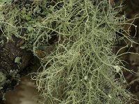 Usnea florida 3, Zonnetjesbaardmos, Saxifraga-Willem van Kruijsbergen