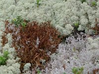 Cetraria islandica 1, IJslands mos, Saxifraga-Willem van Kruijsbergen