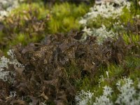 Cetraria islandica 10, IJslands mos, Saxifraga-Willem van Kruijsbergen