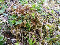 Cetraria islandica 16, IJslands mos, Saxifraga-Rutger Barendse