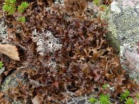 Cetraria islandica 2, IJslands mos, Saxifraga-Willem van Kruijsbergen