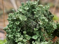 Cladonia chlorophaea 11, Fijn bekermos , Saxifraga-Tom Heijnen