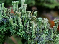 Cladonia chlorophaea 13, Fijn bekermos , Saxifraga-Tom Heijnen