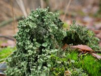 Cladonia chlorophaea 14, Fijn bekermos , Saxifraga-Tom Heijnen