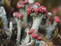 Cladonia coccifera 22, Rood bekermos, Saxifraga-Tom Heijnen