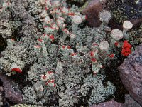 Cladonia coccifera 1, Rood bekermos, Saxifraga-Willem van Kruijsbergen