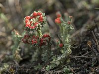 Cladonia coccifera 11, Rood bekermos, Saxifraga-Willem van Kruijsbergen