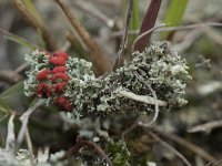 Cladonia coccifera 12, Rood bekermos, Saxifraga-Willem van Kruijsbergen