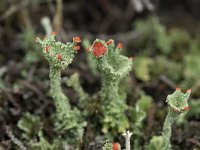 Cladonia coccifera 13, Rood bekermos, Saxifraga-Willem van Kruijsbergen