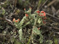 Cladonia coccifera 16, Rood bekermos, Saxifraga-Willem van Kruijsbergen