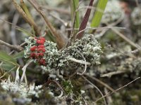 Cladonia coccifera 18, Rood bekermos, Saxifraga-Willem van Kruijsbergen