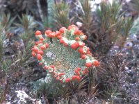 Cladonia coccifera 2, Rood bekermos, Saxifraga-Jan Nijendijk