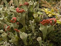 Cladonia coccifera 3, Rood bekermos, Saxifraga-Willem van Kruijsbergen