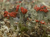 Cladonia coccifera 4, Rood bekermos, Saxifraga-Willem van Kruijsbergen