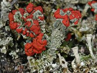 Cladonia coccifera #04821 : Cladonia coccifera, Rood bekermos