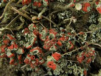 Cladonia coccifera 7, Rood bekermos, Saxifraga-Jan van der Straaten