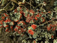 Cladonia coccifera 8, Rood bekermos, Saxifraga-Jan van der Straaten