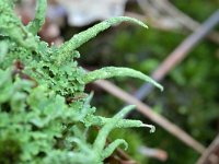 Cladonia coniocraea 5, Smal bekermos, Saxifraga-Tom Heijnen