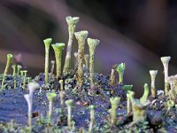 Cladonia fimbriata 12, Kopjes-bekermos, Saxifraga-Tom Heijnen