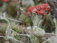 Cladonia floerkeana 29, Rode heidelucifer, Saxifraga-Tom Heijnen