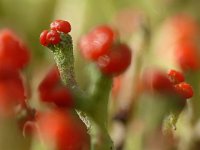 Cladonia floerkeana 31, Rode heidelucifer, Saxifraga-Tom Heijnen