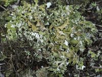 Cladonia foliacea 13, Zomersneeuw, Saxifraga-Willem van Kruijsbergen