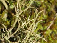 Cladonia furcata 10, Gevorkt heidestaartje, Saxifraga-Rutger Barendse