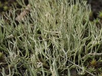 Cladonia furcata 2, Gevorkt heidestaartje, Saxifraga-Willem van Kruijsbergen