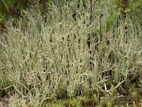 Cladonia furcata 5, Gevorkt heidestaartje, Saxifraga-Willem van Kruijsbergen