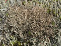 Cladonia furcata 7, Gevorkt heidestaartje, Saxifraga-Willem van Kruijsbergen