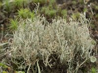 Cladonia furcata 8, Gevorkt heidestaartje, Saxifraga-Willem van Kruijsbergen