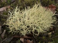 Cladonia furcata 9, Gevorkt heidestaartje, Saxifraga-Willem van Kruijsbergen