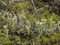 Cladonia grayi 15, Bruin bekermos, Saxifraga-Willem van Kruijsbergen