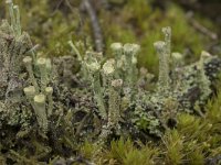 Cladonia grayi 16, Bruin bekermos, Saxifraga-Willem van Kruijsbergen