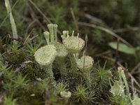 Cladonia grayi 19, Bruin bekermos, Saxifraga-Willem van Kruijsbergen