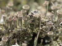 Cladonia grayi 20, Bruin bekermos, Saxifraga-Willem van Kruijsbergen