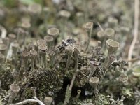 Cladonia grayi 21, Bruin bekermos, Saxifraga-Willem van Kruijsbergen