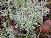 Cladonia portentosa 19, Open rendiermos, Saxifraga-Tom Heijnen