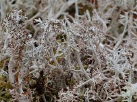 Cladonia rangiferina 3, Echt rendiermos, Saxifraga-Willem van Kruijsbergen