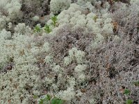 Cladonia stellaris 2, Kerststukje-rendiermos, Saxifraga-Willem van Kruijsbergen