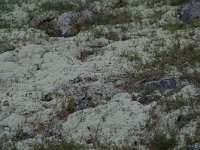 Cladonia stellaris 3, Kerststukje-rendiermos, Saxifraga-Willem van Kruijsbergen