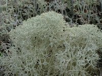 Cladonia stellaris 4, Kerststukje-rendiermos, Saxifraga-Willem van Kruijsbergen