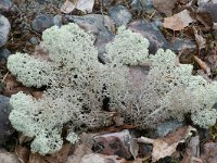 Cladonia stellaris 5, Kerststukje-rendiermos, Saxifraga-Willem van Kruijsbergen