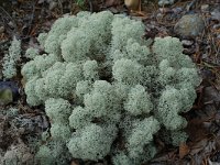 Cladonia stellaris 6, Kerststukje-rendiermos, Saxifraga-Willem van Kruijsbergen