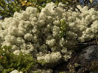 Cladonia stellaris 7, Kerststukje-rendiermos, Saxifraga-Willem van Kruijsbergen